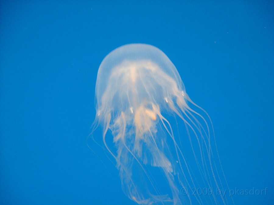 Baltimore [2009 July 02] 196.JPG - Scenes from Baltimore's Inner Harbor.